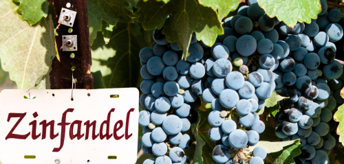 Giống nho Zinfandel – Linh hồn mạnh mẽ của rượu vang California