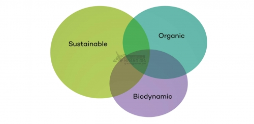 Organic, Biodynamic và Sustainable Wine là gì? Phân biệt chi tiết từ A–Z cho người yêu rượu vang