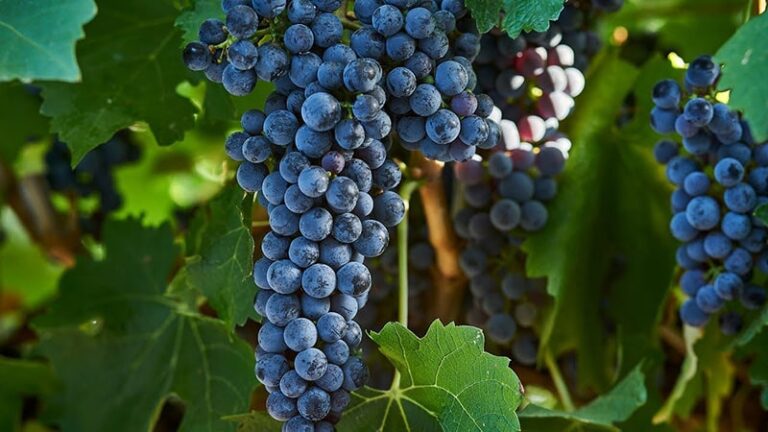 NHO CABERNET SAUVIGNON “VUA” CỦA CÁC GIỐNG NHO ĐỎ