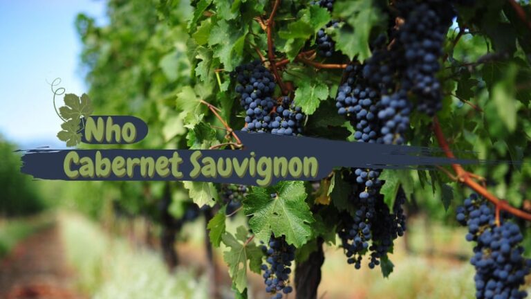 NHO CABERNET SAUVIGNON “VUA” CỦA CÁC GIỐNG NHO ĐỎ
